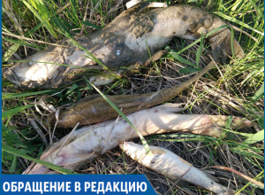 «Возле спиртзавода в реке много дохлой рыбы», - жители села Гражданское «Возле спиртзавода в реке много дохлой рыбы», - жители села Гражданское