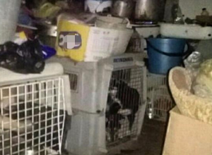 В ужасных условиях погибают породистые собаки у заводчицы в Железноводске В ужасных условиях погибают породистые собаки у заводчицы в Железноводске