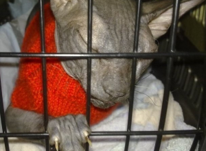 «Горячие» слухи о скандальном аресте кота за долги хозяина опровергли судебные приставы Ставрополья «Горячие» слухи о скандальном аресте кота за долги хозяина опровергли судебные приставы Ставрополья