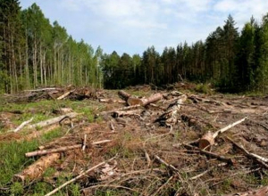 Власти уменьшили территорию городских лесов ради земельных участков в Кисловодске Власти уменьшили территорию городских лесов ради земельных участков в Кисловодске