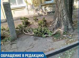 «В самом центре города сухие ветки падают людям на головы», - жительница Ставрополя «В самом центре города сухие ветки падают людям на головы», - жительница Ставрополя