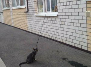 Необычный способ выгуливать кота придумали жители многоэтажки Ставрополя Необычный способ выгуливать кота придумали жители многоэтажки Ставрополя