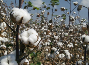 Stavropol Territory will sow in three thousand hectares of cotton