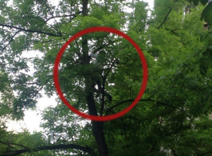 Неуклюжая попытка снять котенка с высокого дерева в Ставрополе закончилась его падением на асфальт и попала на видео Неуклюжая попытка снять котенка с высокого дерева в Ставрополе закончилась его падением на асфальт и попала на видео