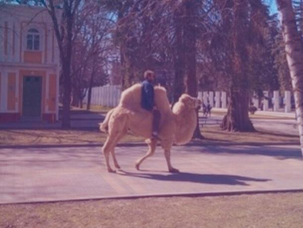 В Ставрополе наездник на верблюде подъехал к администрации В Ставрополе наездник на верблюде подъехал к администрации