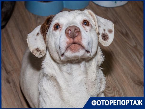 «Блокнот Ставрополь» побывал в гостях у приюта «Лучший друг» «Блокнот Ставрополь» побывал в гостях у приюта «Лучший друг»