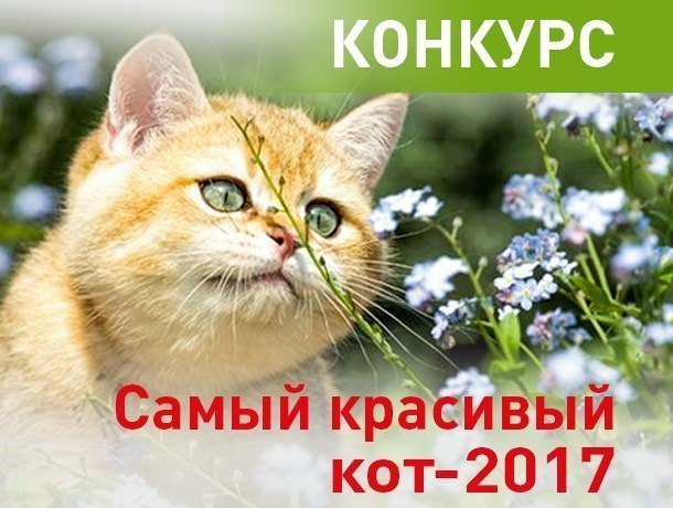 Конкурс на самую красивую киску Конкурс на самую красивую киску