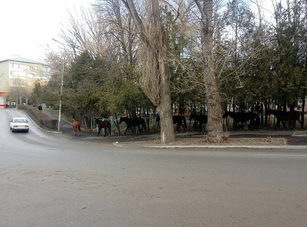 Табун лошадей пробежал по улицам Кисловодска Табун лошадей пробежал по улицам Кисловодска