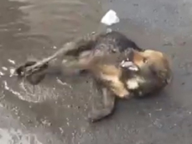 Мучительная агония отравленной дворовой собаки попала на видео в Ставрополе Мучительная агония отравленной дворовой собаки попала на видео в Ставрополе