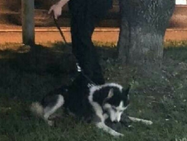 Собака грызла котенка на глазах у прохожих на Ставрополье Собака грызла котенка на глазах у прохожих на Ставрополье
