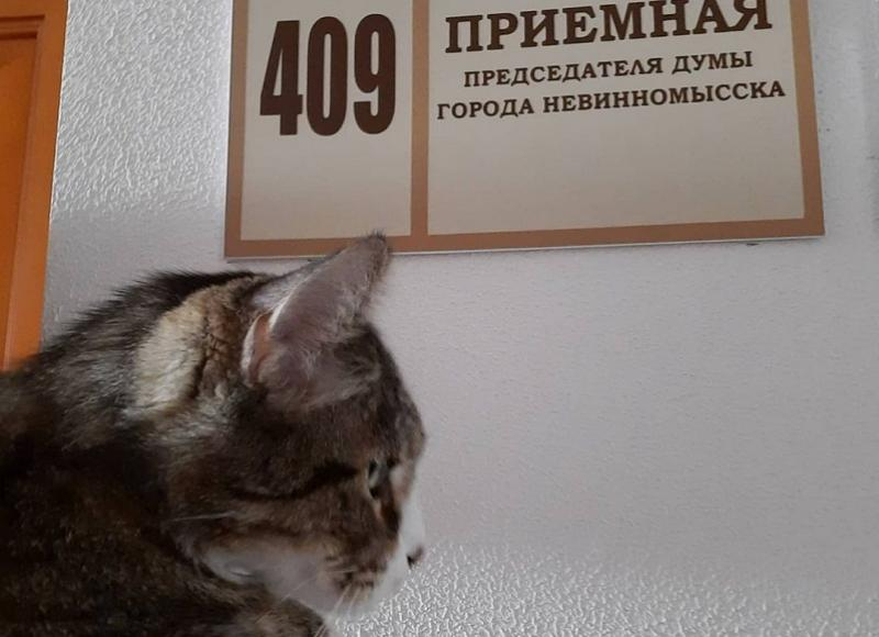 На выборах в гордуму Невинномысска конкуренцию местным кандидатам составит кот На выборах в гордуму Невинномысска конкуренцию местным кандидатам составит кот