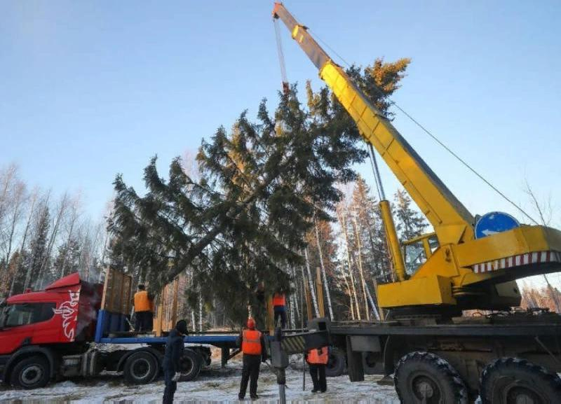 Полиция Ставрополья взяла на контроль «дележку» елки между администрацией и жительницей Новопавловска Полиция Ставрополья взяла на контроль «дележку» елки между администрацией и жительницей Новопавловска