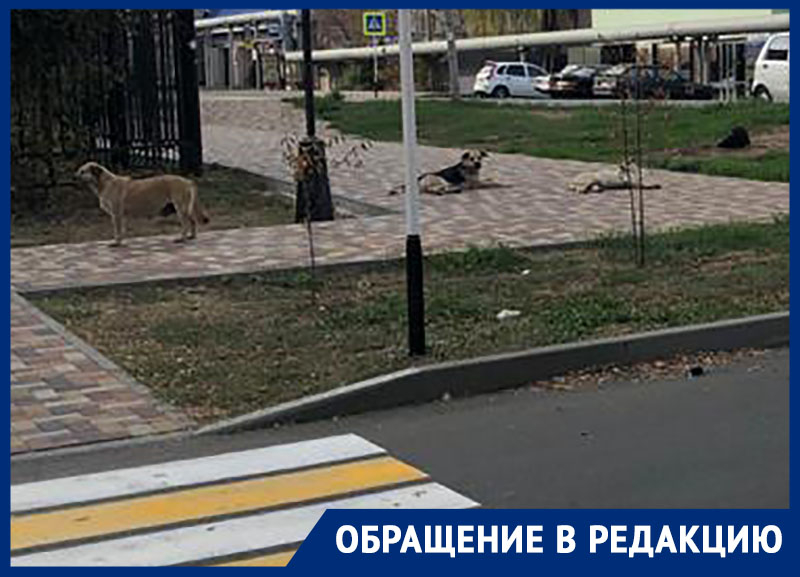 В Ставрополе бродячие собаки разорвали котенка В Ставрополе бродячие собаки разорвали котенка
