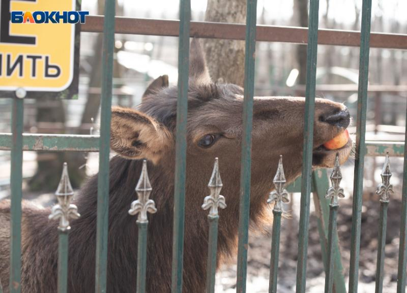 В Ставрополе парк Победы отключил зоопарку «Берендеево» электричество за долги В Ставрополе парк Победы отключил зоопарку «Берендеево» электричество за долги