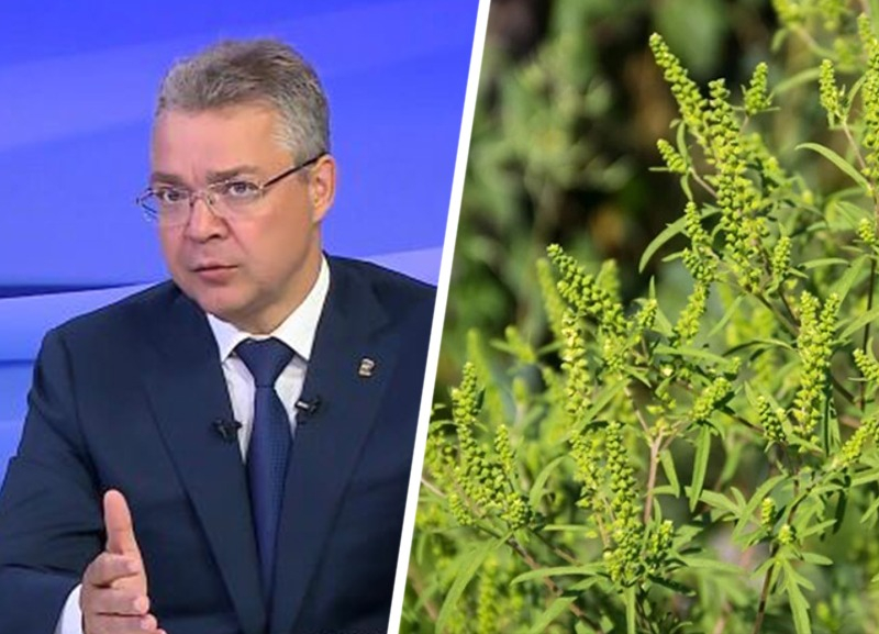 На Ставрополье за каждый сорванный корень амброзии начнут платить На Ставрополье за каждый сорванный корень амброзии начнут платить