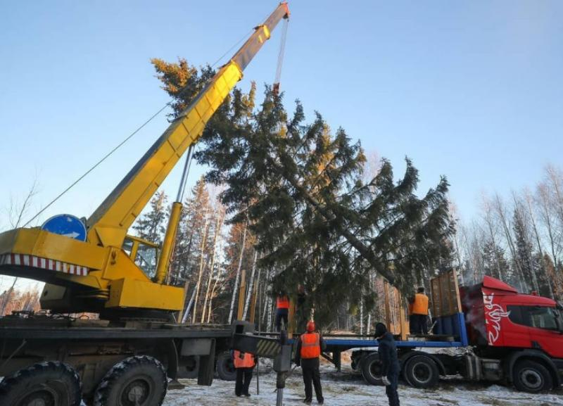 Елочная драма в Новопавловске: как жители и власти города дерево не поделили Елочная драма в Новопавловске: как жители и власти города дерево не поделили