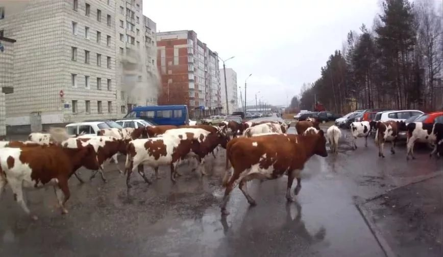 Стадо взбунтовавшихся коров хочет вывести на площадь Ленина в Ставрополе предводитель «Народного профсоюза» Стадо взбунтовавшихся коров хочет вывести на площадь Ленина в Ставрополе предводитель «Народного профсоюза»