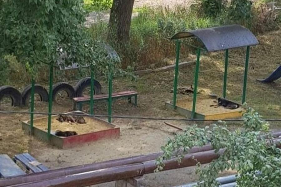 Бездомные собаки в песочнице испугали жителей Ставрополя Бездомные собаки в песочнице испугали жителей Ставрополя