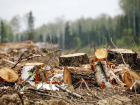 В Минеральных Водах массово уничтожают деревья из-за возможного соседства с Кавминводским велотерренкуром
