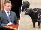 Глава Ставрополья хочет «отжать» земли у студентов-аграриев и построить буйволиную ферму инвестору