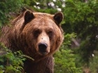 Гулявший возле больницы огромный медведь напугал жителей Кисловодска