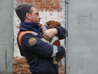 Попавшим в беду коту и щенку помогли спасатели Ставрополья