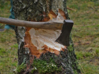 Снова полетят щепки: в Ставрополе избавятся еще от 29 деревьев ради парковки