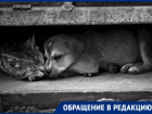 «Продает щенков и котят на притравку собак»: жители Пятигорска обвиняют горожанина в убийстве животных 