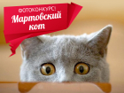 «Блокнот» запускает новый фотоконкурс - «Мартовский кот»