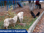 Жители поселка Пятигорского боятся отпускать детей в школу из-за стаи бродячих собак