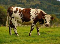 В ДТП на Ставрополье пострадала корова
