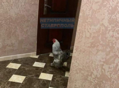 Орущий петух всполошил жителей многквартирника в Ставрополе