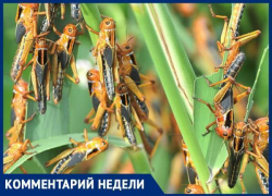 «Увеличение популяции саранчовых вредителей не ожидается», - Министерство сельского хозяйства о насекомых на полях края