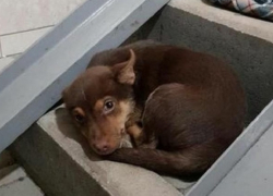 Грустный брошенный щенок в подземном переходе расстрогал жителей Ставрополья