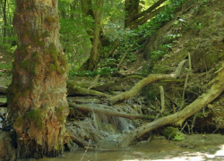 русский лес ставрополь. русский лес ставрополь. урочище русский лес ставрополь. заказник русский лес ставрополь. кенделенская ольховая роща.