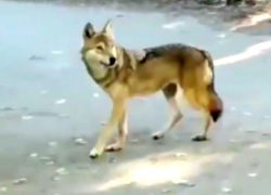 Ставропольчанин снял на видео разгуливающего по городу волка