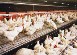 Имущество «Пятигорской птицефабрики» вновь выставили на торги за 90 миллионов рублей