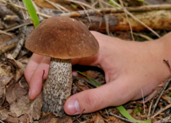 Несовершеннолетняя ставропольчанка умерла от отравления грибами   