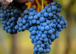 Более 100 сортов винограда выращивают на Ставрополье 