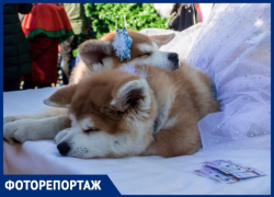 Собака-паук и собака-врач: в Ставрополе прошла выставка-конкурс собак