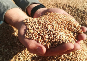 Торговца зерном на Ставрополье заподозрили в сокрытии более 145 миллионов рублей от налоговой