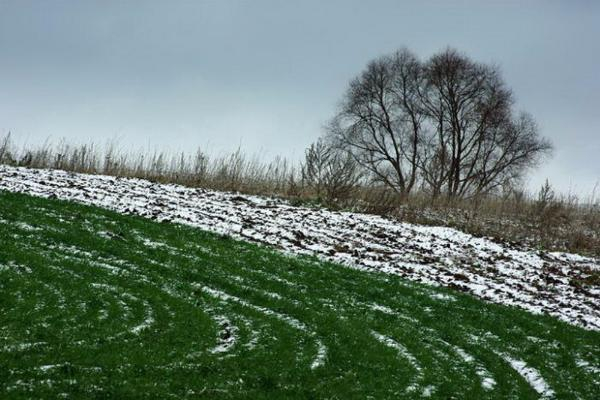 Аграрии Ставрополья опасаются крепких февральских морозов