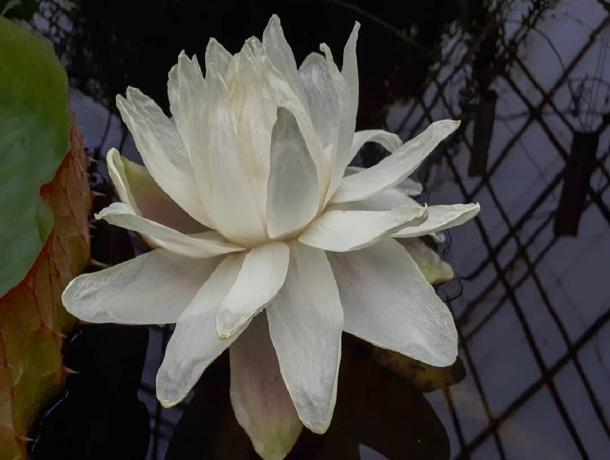 В Ботаническом саду Ставрополя распустилась амазонская кувшинка