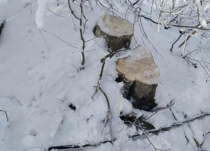 В Железноводске на предполагаемом маршруте «Кавминводского велотерренкура» вырубили более 80 живых деревьев