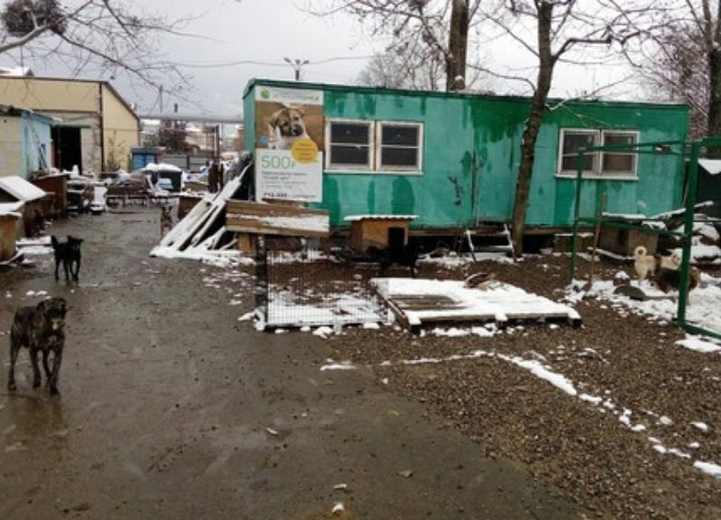 «Пообещали только на словах»: глава ставропольского приюта об отсрочке выселения бездомных животных