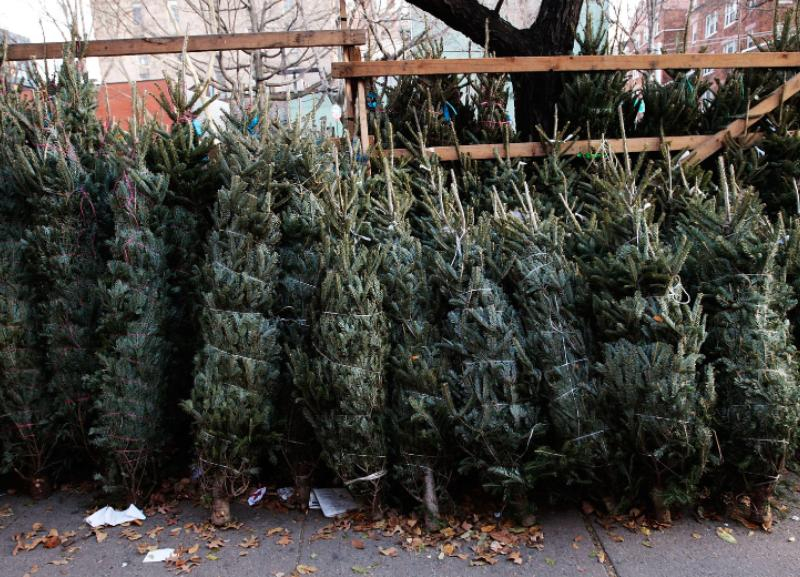Количество елочных базаров в Ставрополе сократилось вдвое из-за низкого спроса на живые деревья