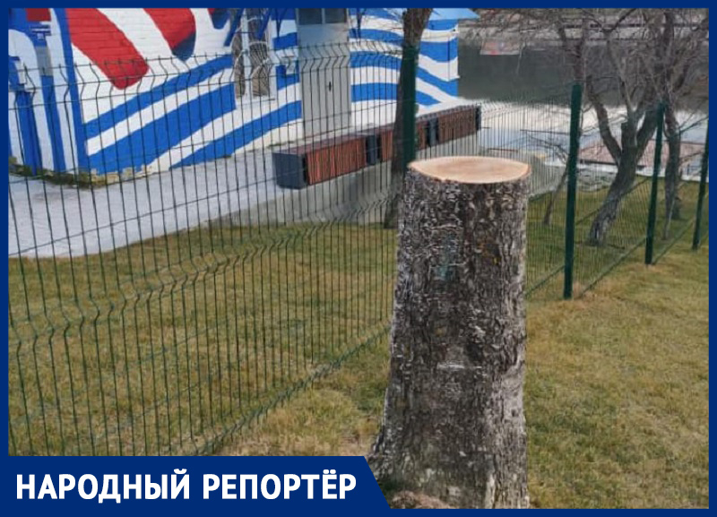 В Ставрополе возле Комсомольского пруда спилили пять деревьев