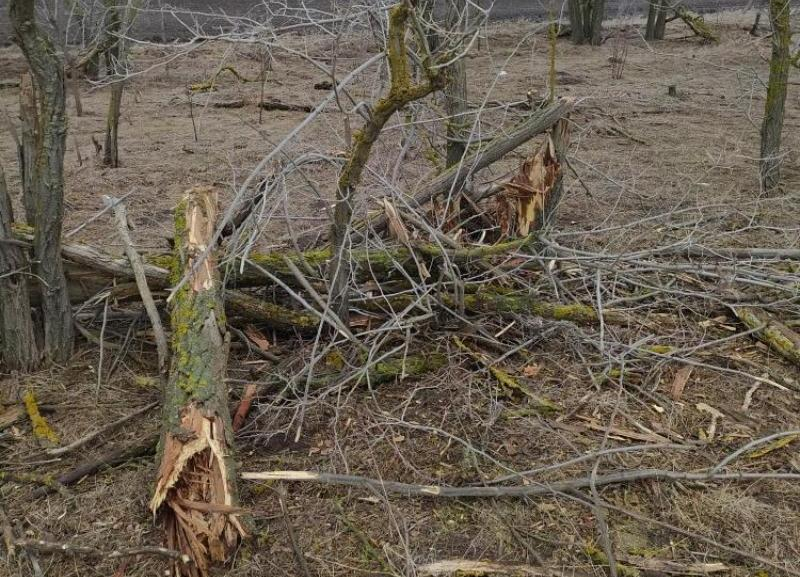 Экскаваторщик почистил ковш о деревья на 1,7 миллиона рублей