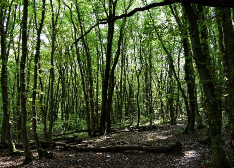 «Дикая поросль» — так власти Ставрополя назвали лес, отданный под спил для строительства школы